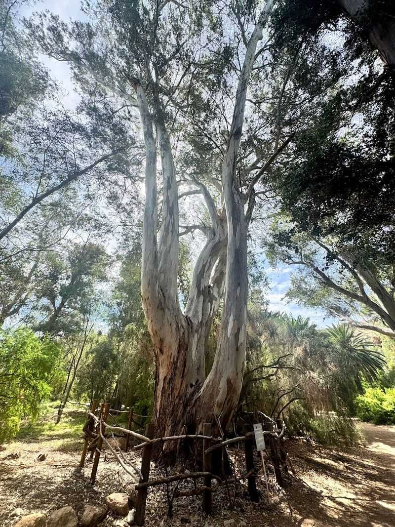 Shaded Woodland Groves That Offer Cool Refuge
