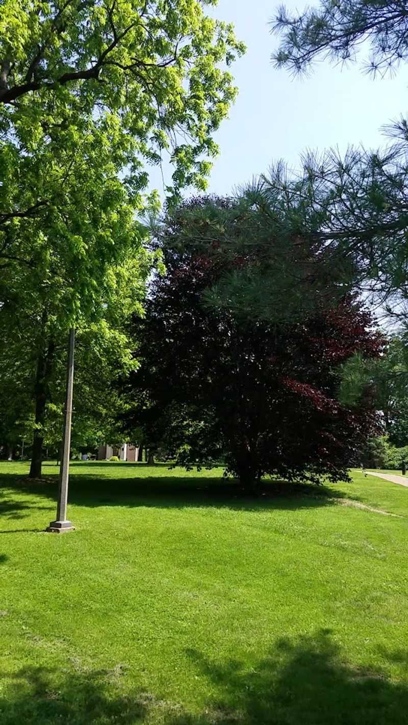 Shady Trees That Have Stood for Generations