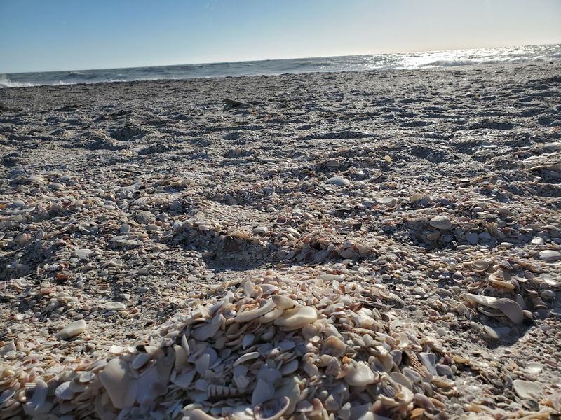 Shark Teeth Hunting That Will Keep You Searching for Hours