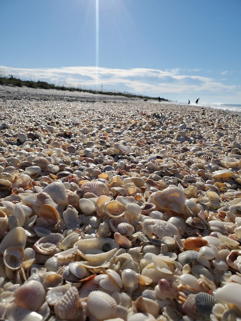 Shell Collecting Heaven on Florida's Gulf Coast