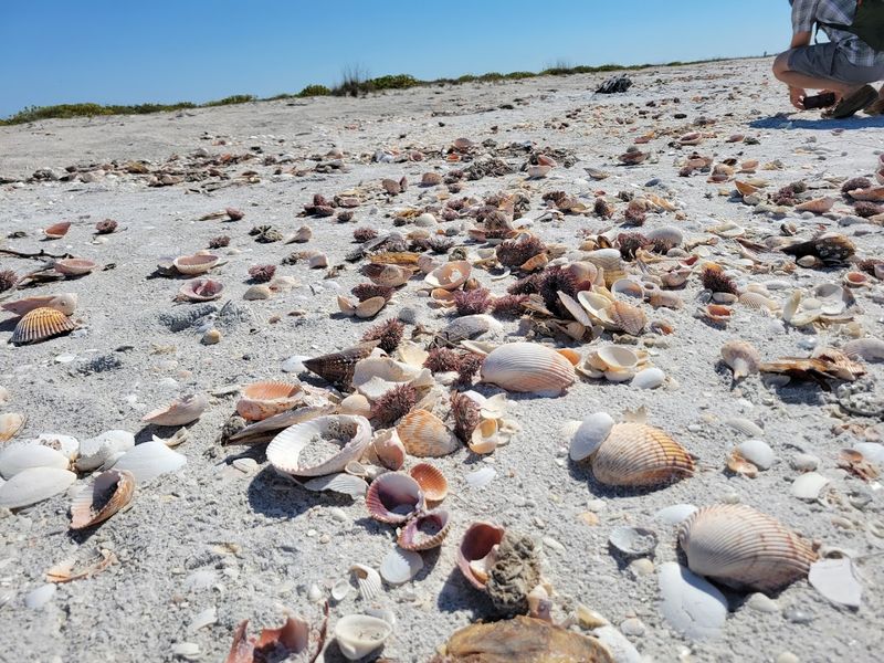 Shelling That Will Make Your Jaw Drop