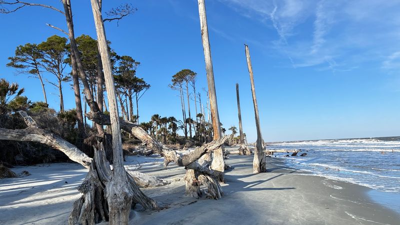 Shelling and Sand Dollar Hunting