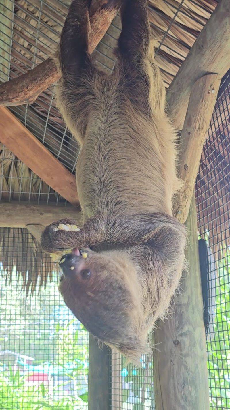 Sloth Encounters That Will Absolutely Make Your Day