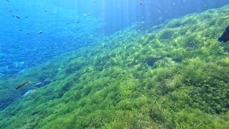 Snorkeling and Wildlife Encounters Beneath the Surface