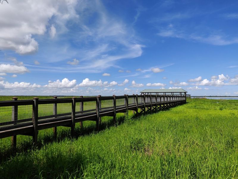 Sounds of the Swamp: An Unexpected Audio Adventure