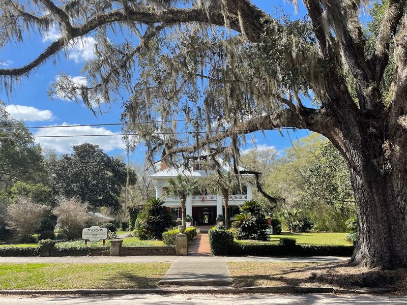 Spanish Moss and Live Oak Canopy