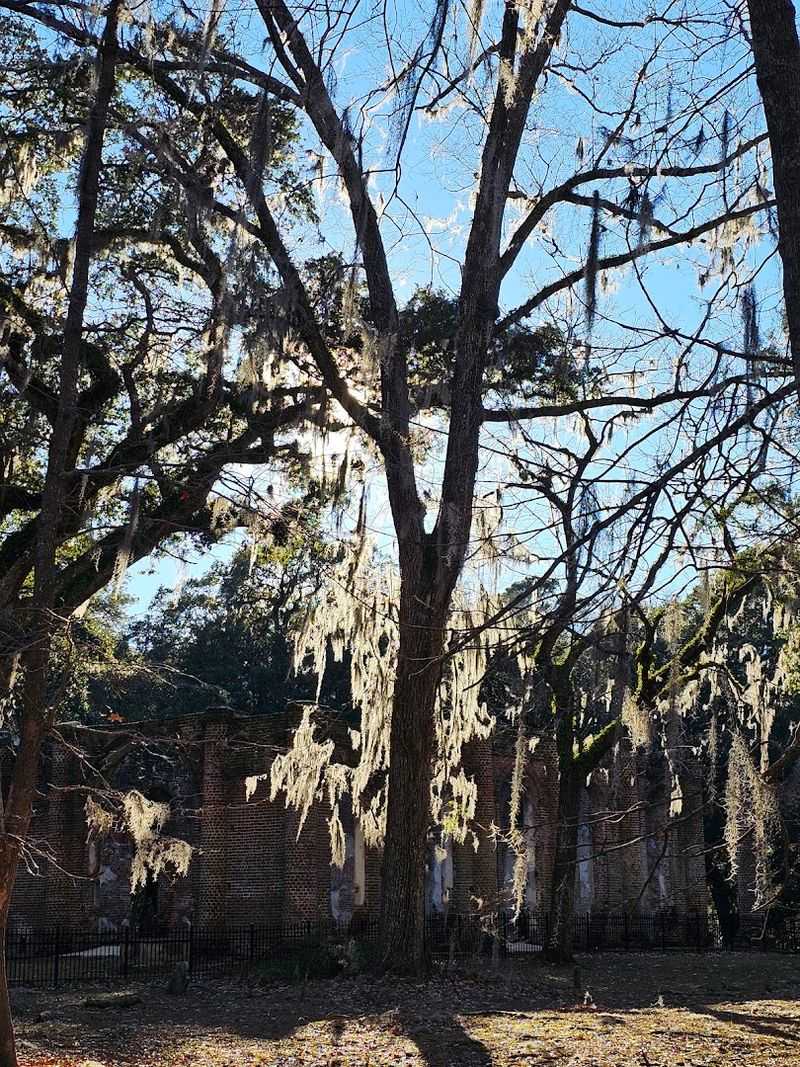 Spanish Moss and Oak Trees Create an Otherworldly Atmosphere Spanish Moss and Oak Trees Create an Otherworldly Atmosphere