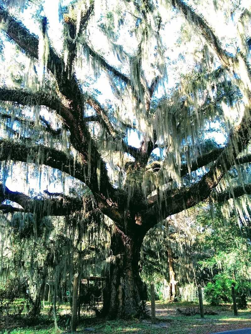 Spanish Moss and Southern Gothic Beauty