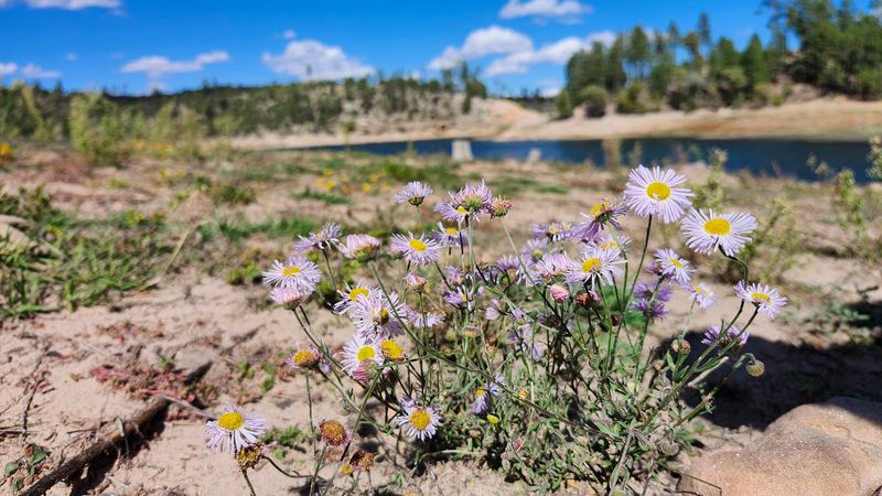 Spectacular Fall Wildflower and Aspen Displays Spectacular Fall Wildflower and Aspen Displays