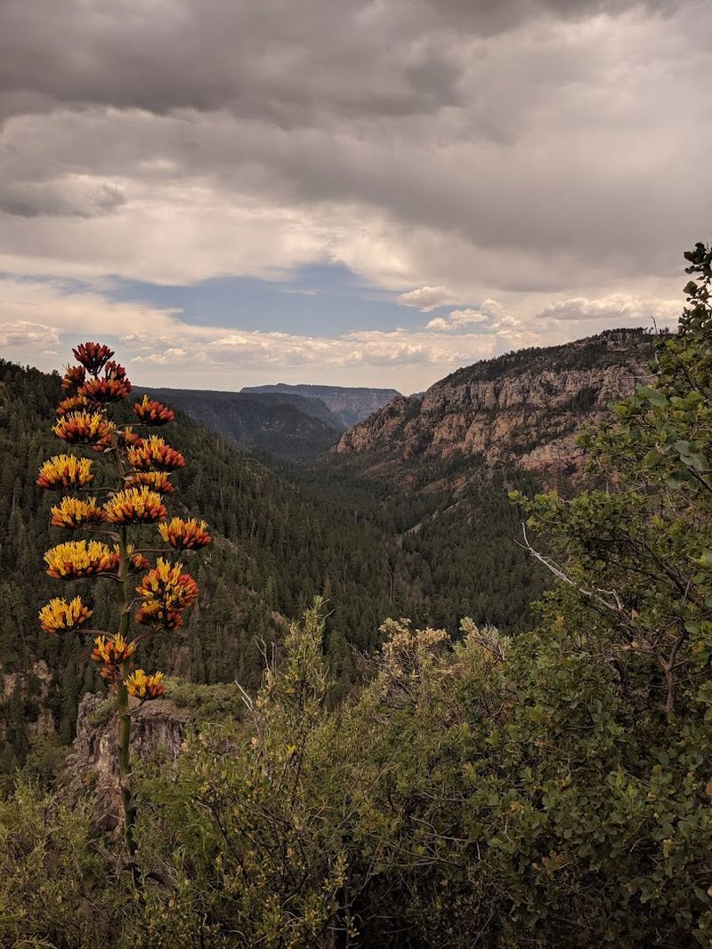 Spectacular Sunset Colors That Paint the Canyon in Gold and Pink