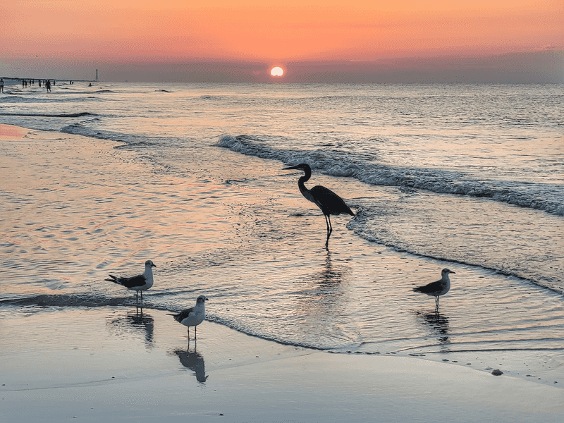 Spectacular Sunsets Over the Gulf