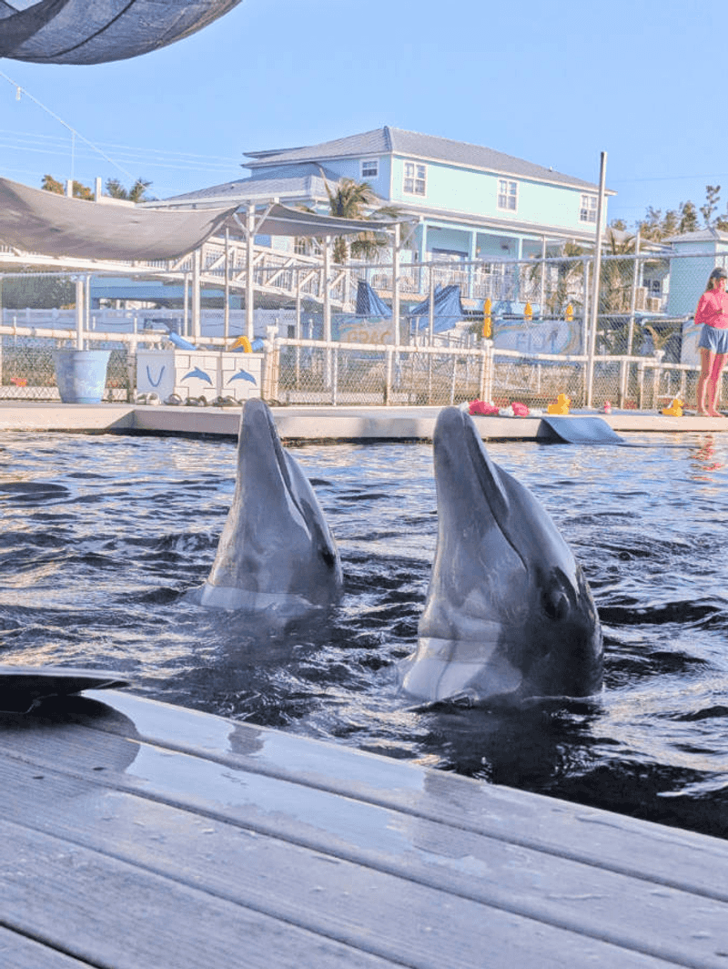 Spotting Dolphins from the Roadside