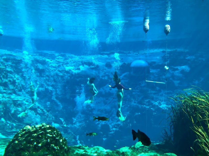 Spotting Manatees Up Close