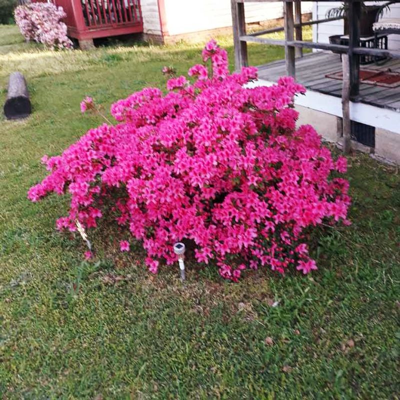 Springtime in Cheraw: When the Town Truly Blooms