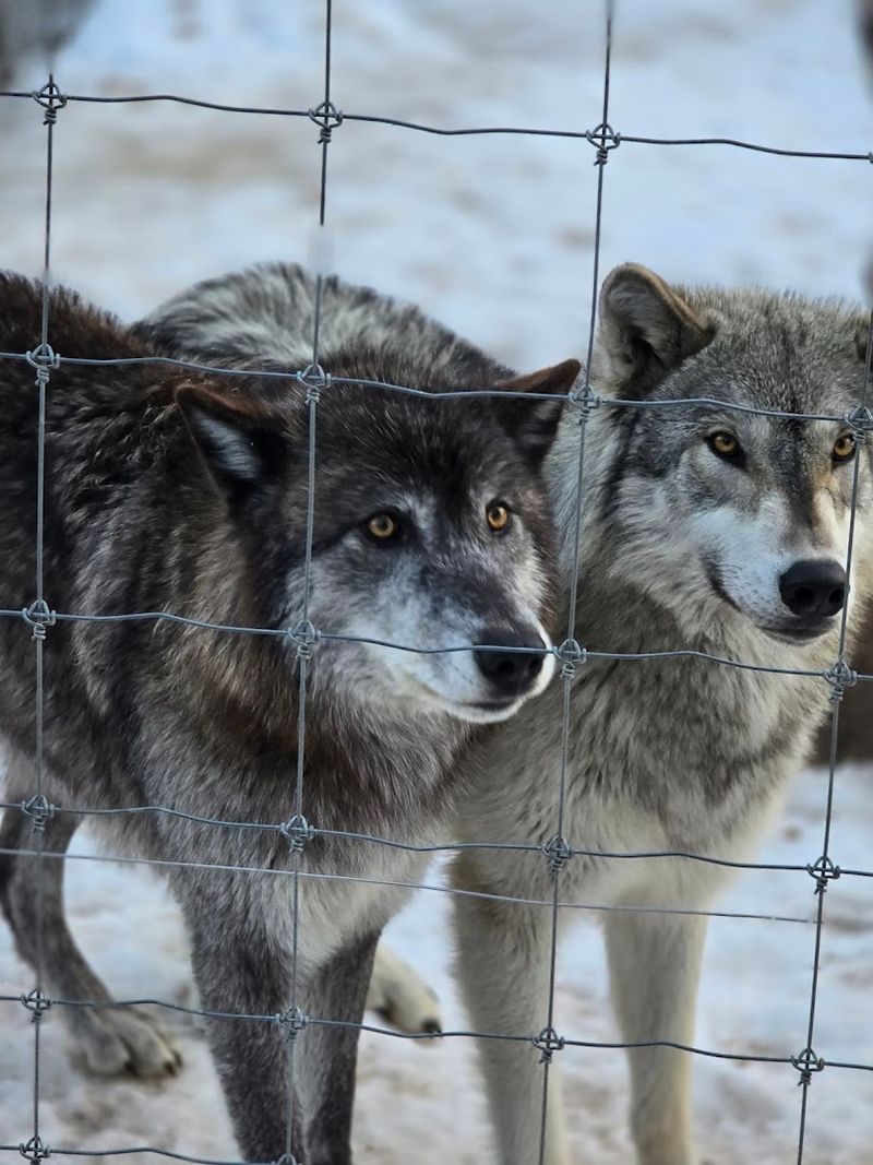 Standing Just Feet Away From Real Wolves