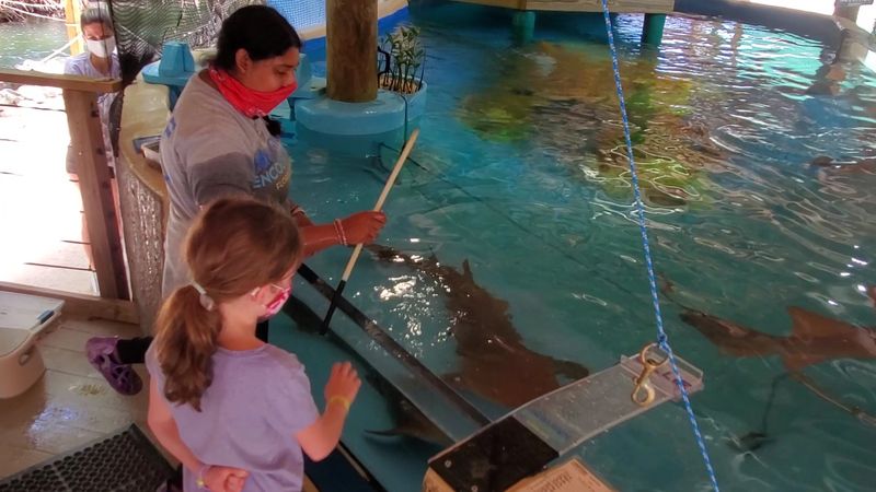 Stingray Touch Tank and Feeding Experience