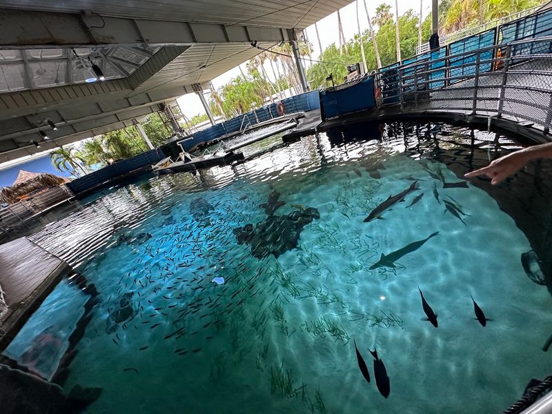 Stingray and Shark Touch Tanks Stingray and Shark Touch Tanks
