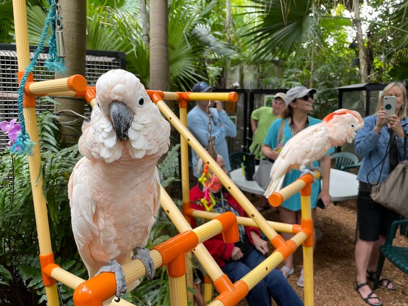Story Time With Parrots — Yes, Really