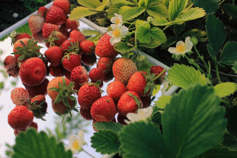 Strawberries Strawberries