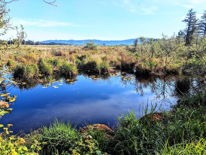 Stunning Coastal Wetlands and Dune Ecosystems