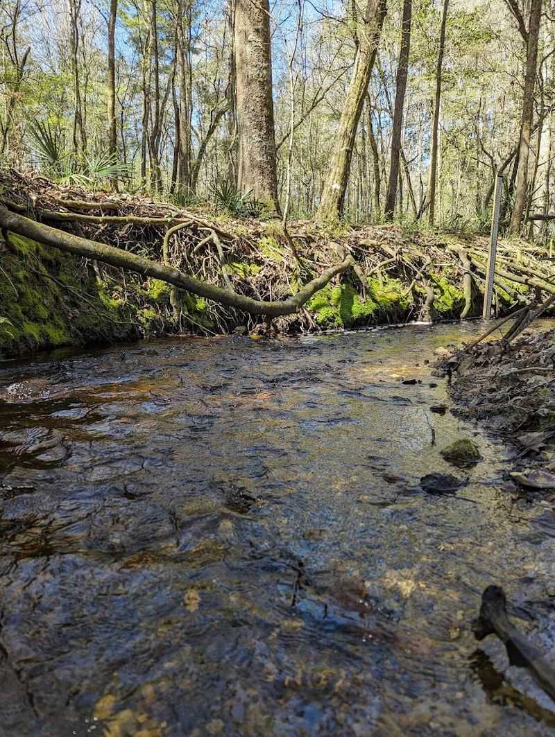 Stunning Creeks, Sinkholes, and Marshes Stunning Creeks, Sinkholes, and Marshes