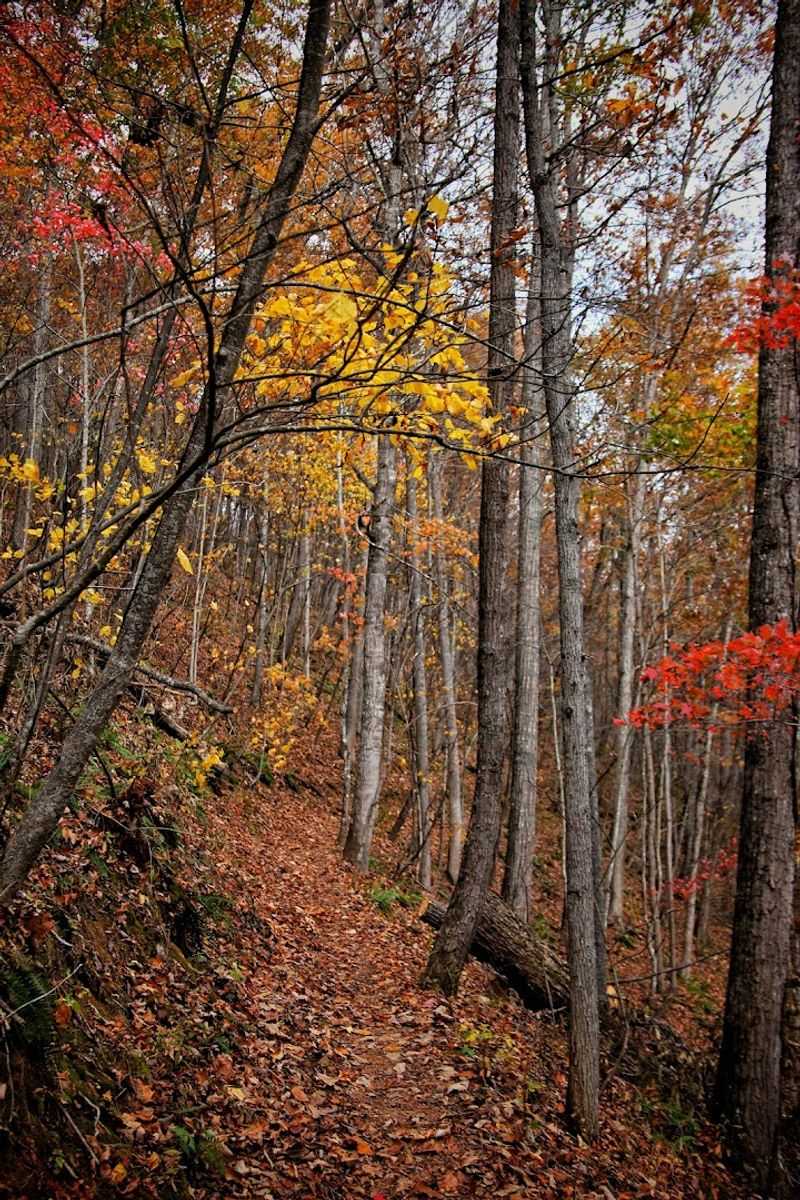 Stunning Fall Foliage That Transforms the Entire Park Stunning Fall Foliage That Transforms the Entire Park