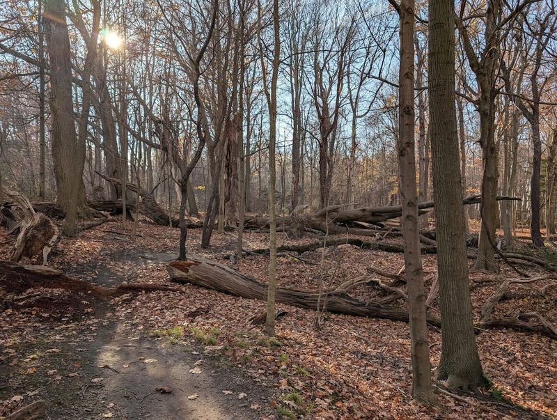 Stunning Fall Foliage That Transforms the Trails