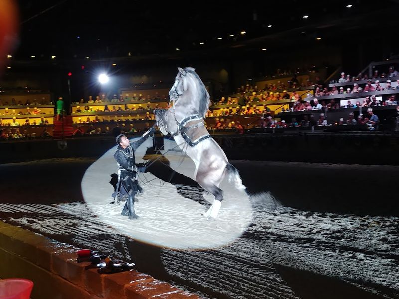 Stunning Horsemanship and Equestrian Performances