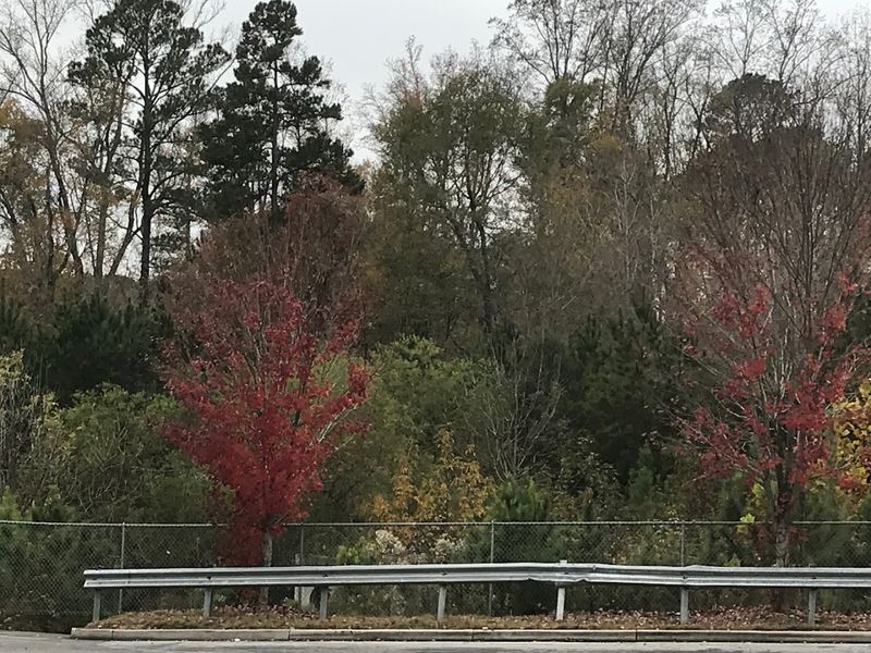 Sumter National Forest
