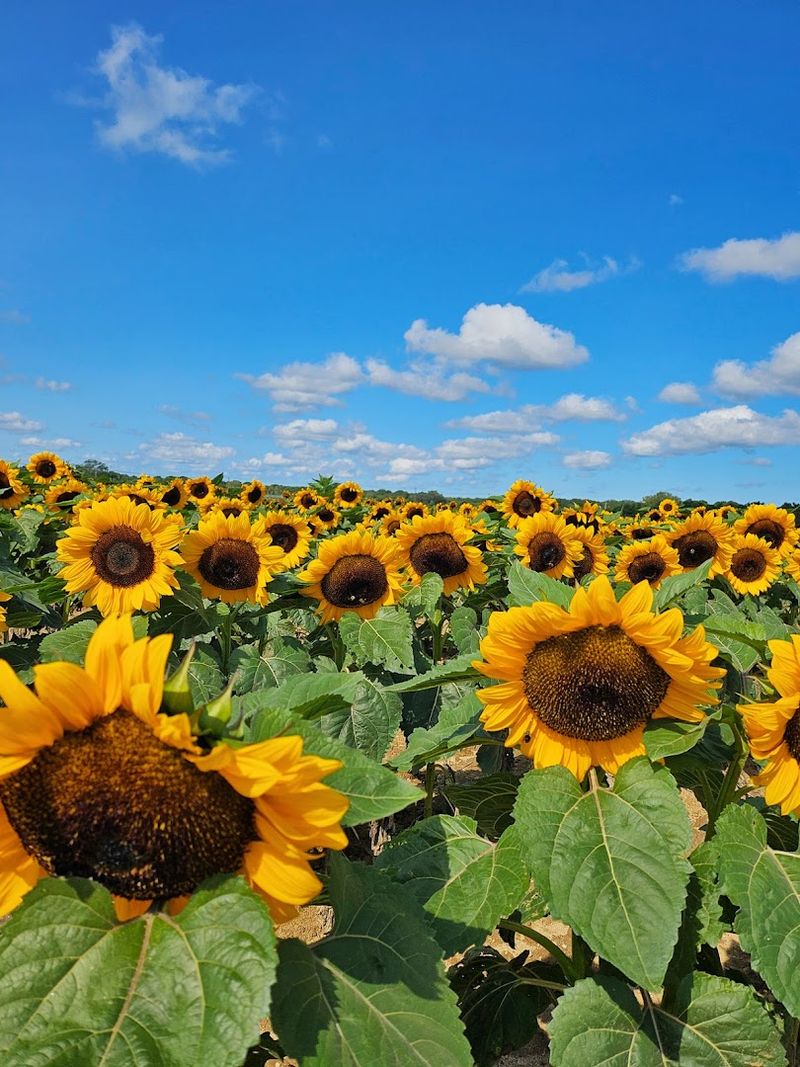 Sunflower Fields That Feel Like a Golden Dream
