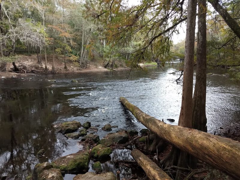 Swimming in the Santa Fe River's Natural Swimming Area