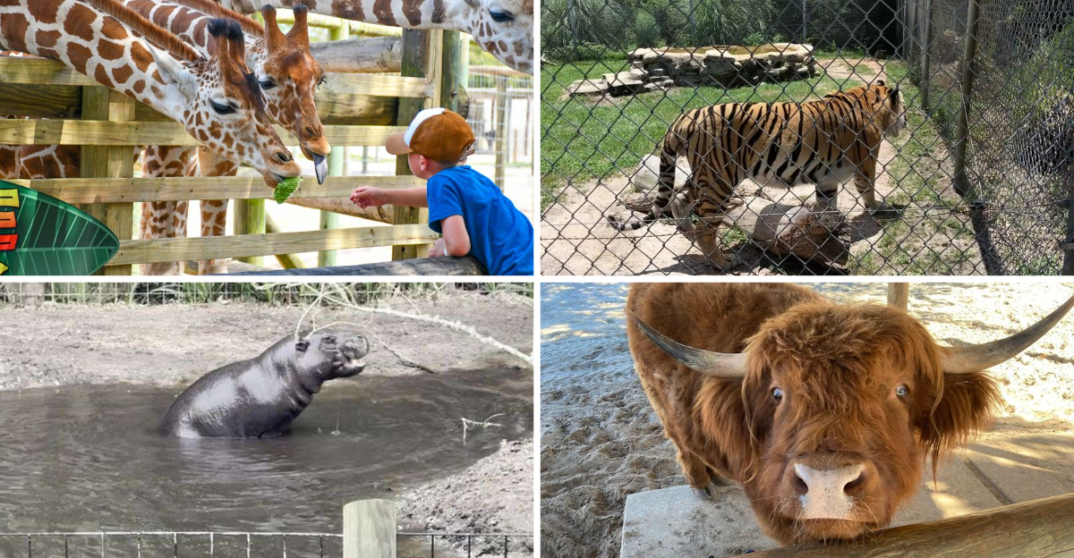 Take a magical train ride through this Florida zoo and get up close to free-roaming animals