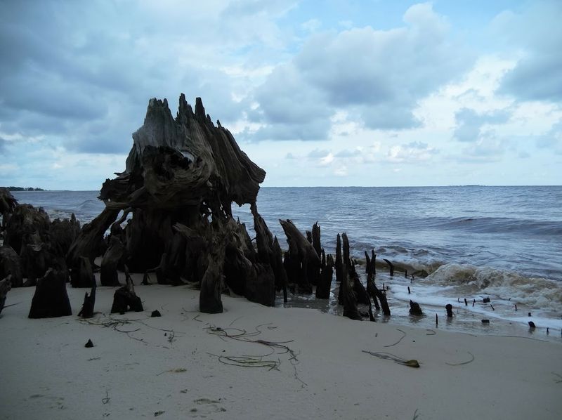 Tate's Hell State Forest — Wild Florida At Its Finest