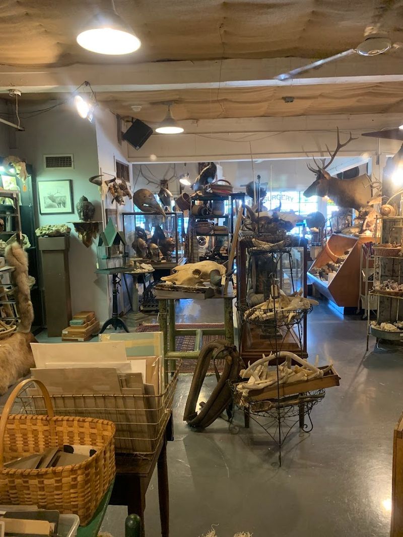 Taxidermy Pieces With Stories Behind Every Mount
