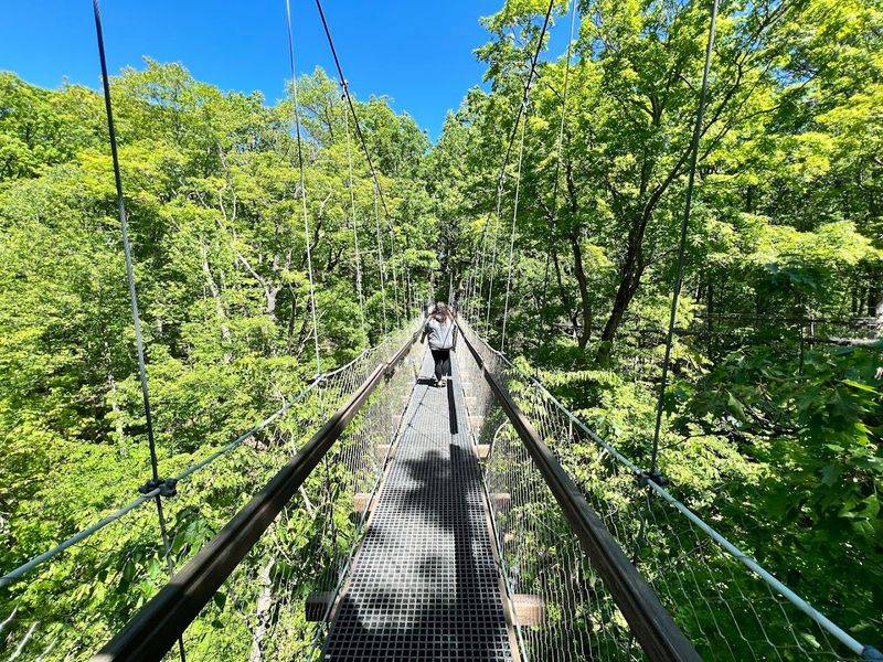 The 500-Foot Canopy Walk That Changes Everything