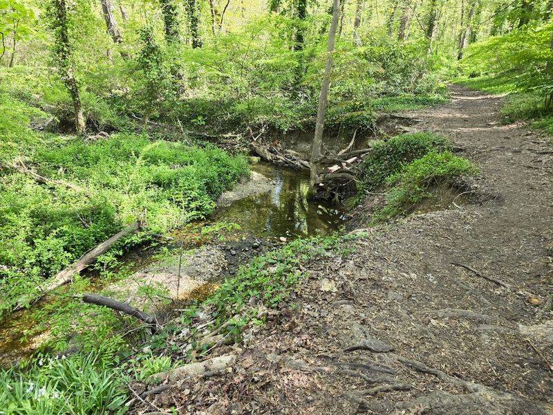The Algae-Covered Pond That Stops Hikers Cold