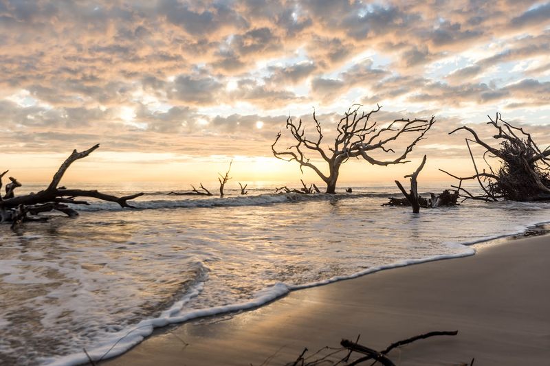 The Ancient Driftwood Trees That Started It All The Ancient Driftwood Trees That Started It All