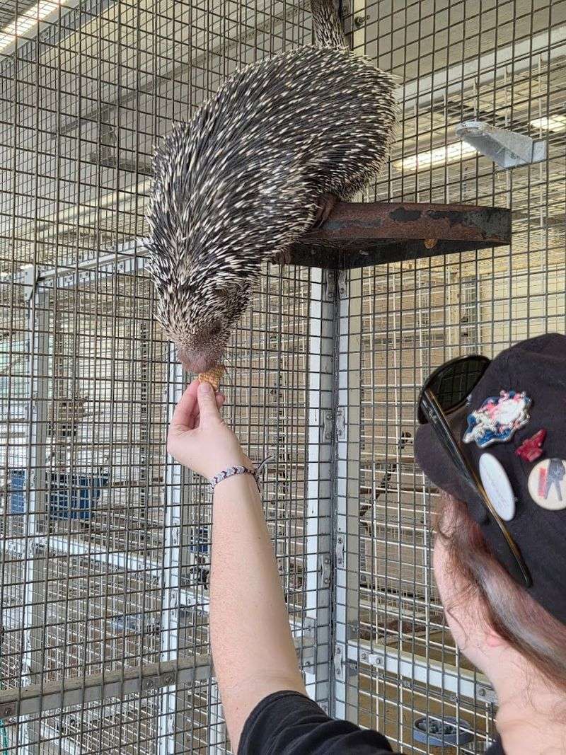 The Animals You Never Expected to See in Spring, Texas The Animals You Never Expected to See in Spring, Texas