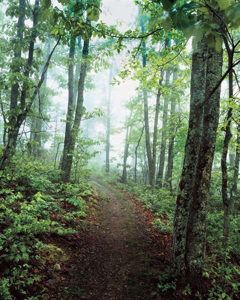 The Appalachian Trail: Walking a Legendary Path Through the Park The Appalachian Trail: Walking a Legendary Path Through the Park