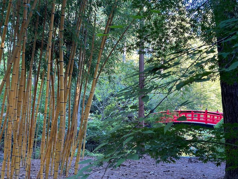 The Asiatic Arboretum Feels Like a Different World