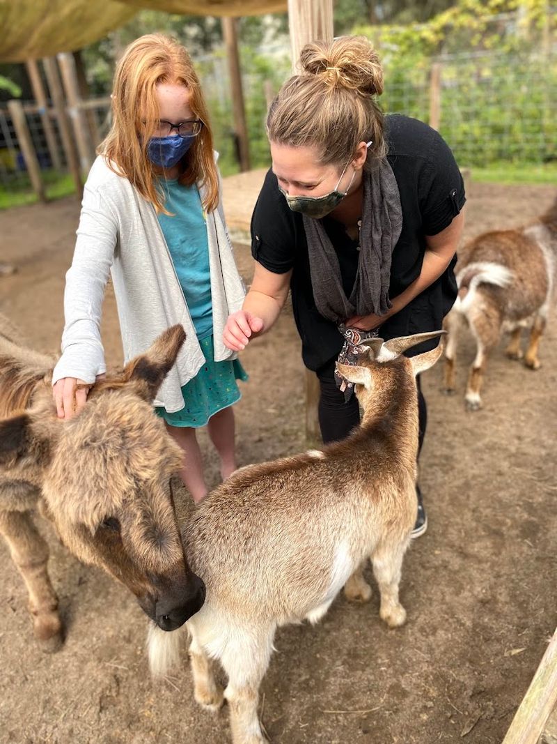 The Barnyard Area: Goats, Donkeys, Pigs, and Alpacas Await