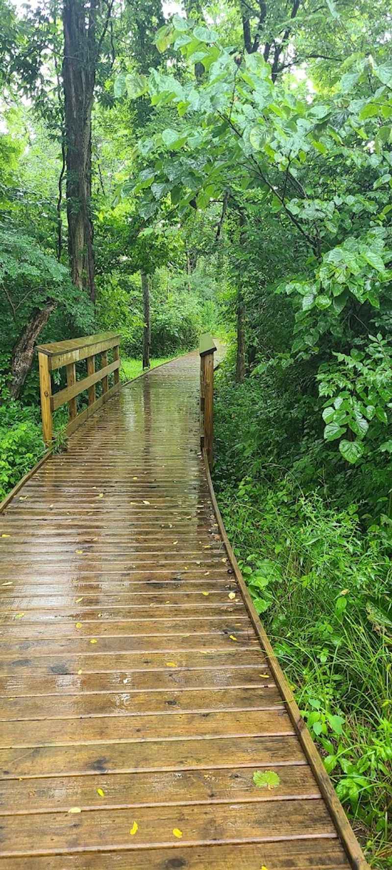 The Beautiful Walking Trails Through Wetlands and Woods The Beautiful Walking Trails Through Wetlands and Woods