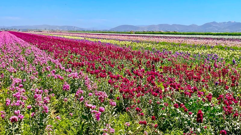 The Best Time to Visit for Peak Blooms