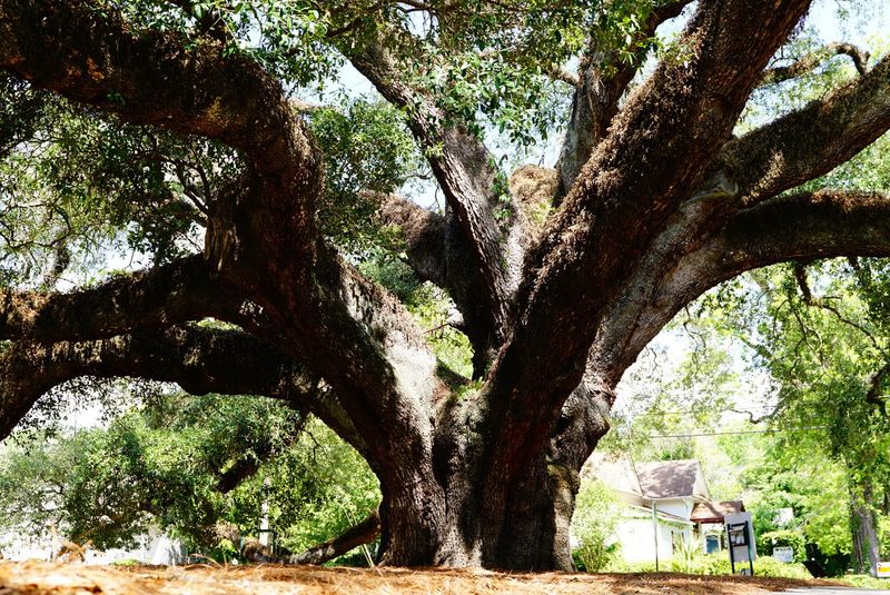 The Big Oak Tree