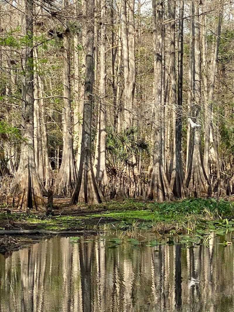The Black Bear Wilderness and Natural Preserves Nearby