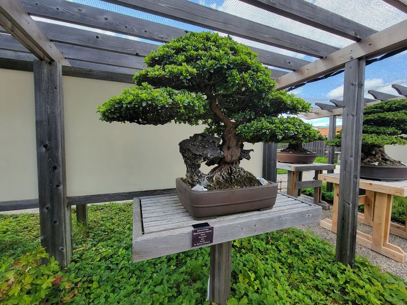 The Breathtaking Bonsai Garden