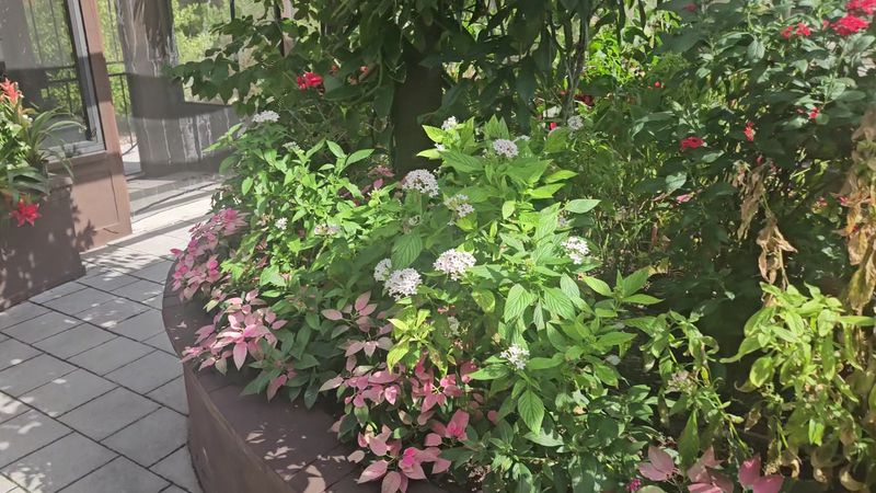 The Butterfly House That Feels Like Stepping Into a Dream