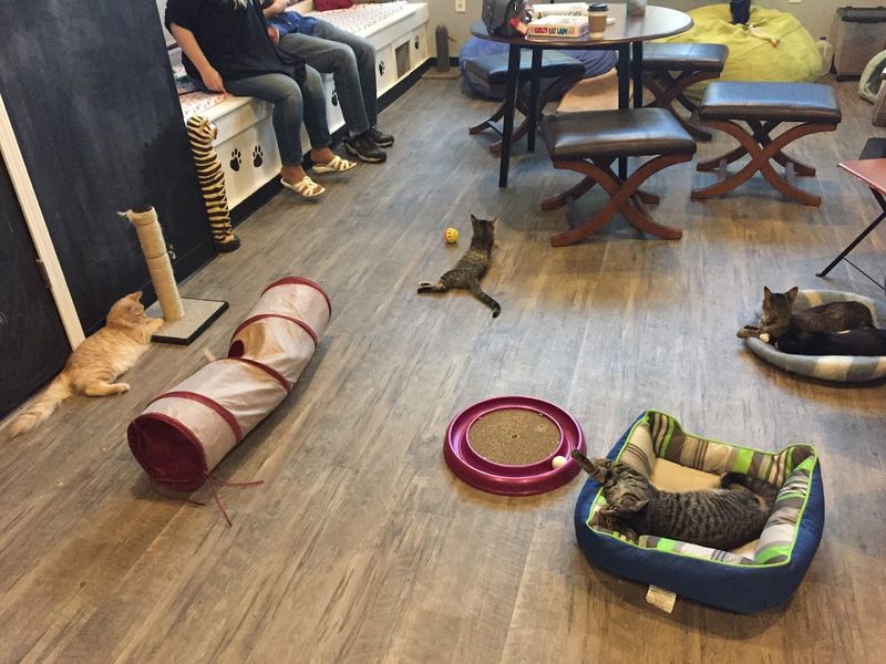 The Cat Room Experience — Reservations and Walk-Ins