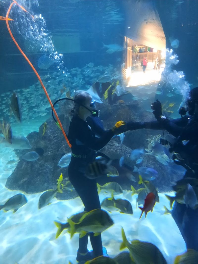 The Coral Reef Tank Dive Experience