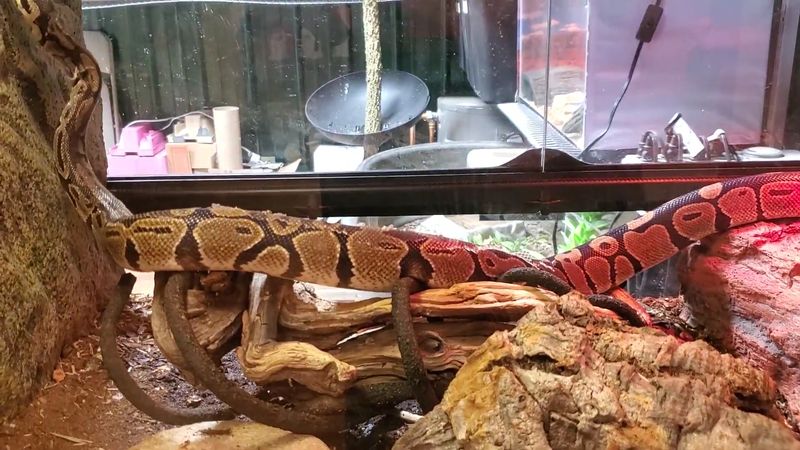 The Cute, Cuddly, and Scaly Reptile Experience